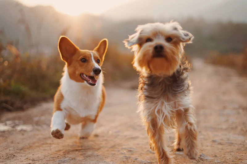 Eden Animal Pets — app veterinaria Softhian Bogotá