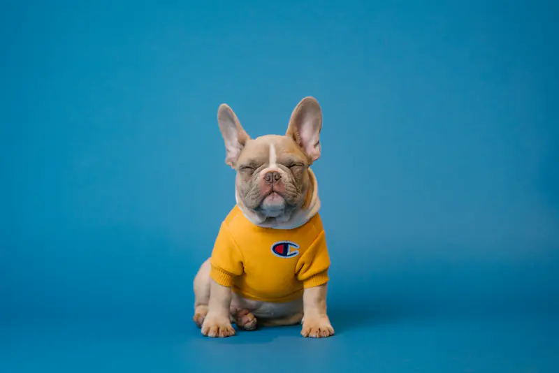 Skapets — e-commerce de mascotas en Bogotá